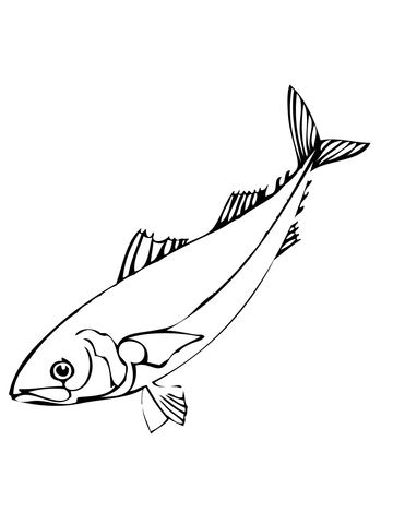 Herring Fish Coloring Page